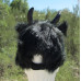 BUFFALO HAT plush BILLS bulls halloween costume Bison ADULT buffaloes for humans