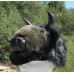 BUFFALO HAT plush BILLS bulls halloween costume Bison ADULT buffaloes for humans